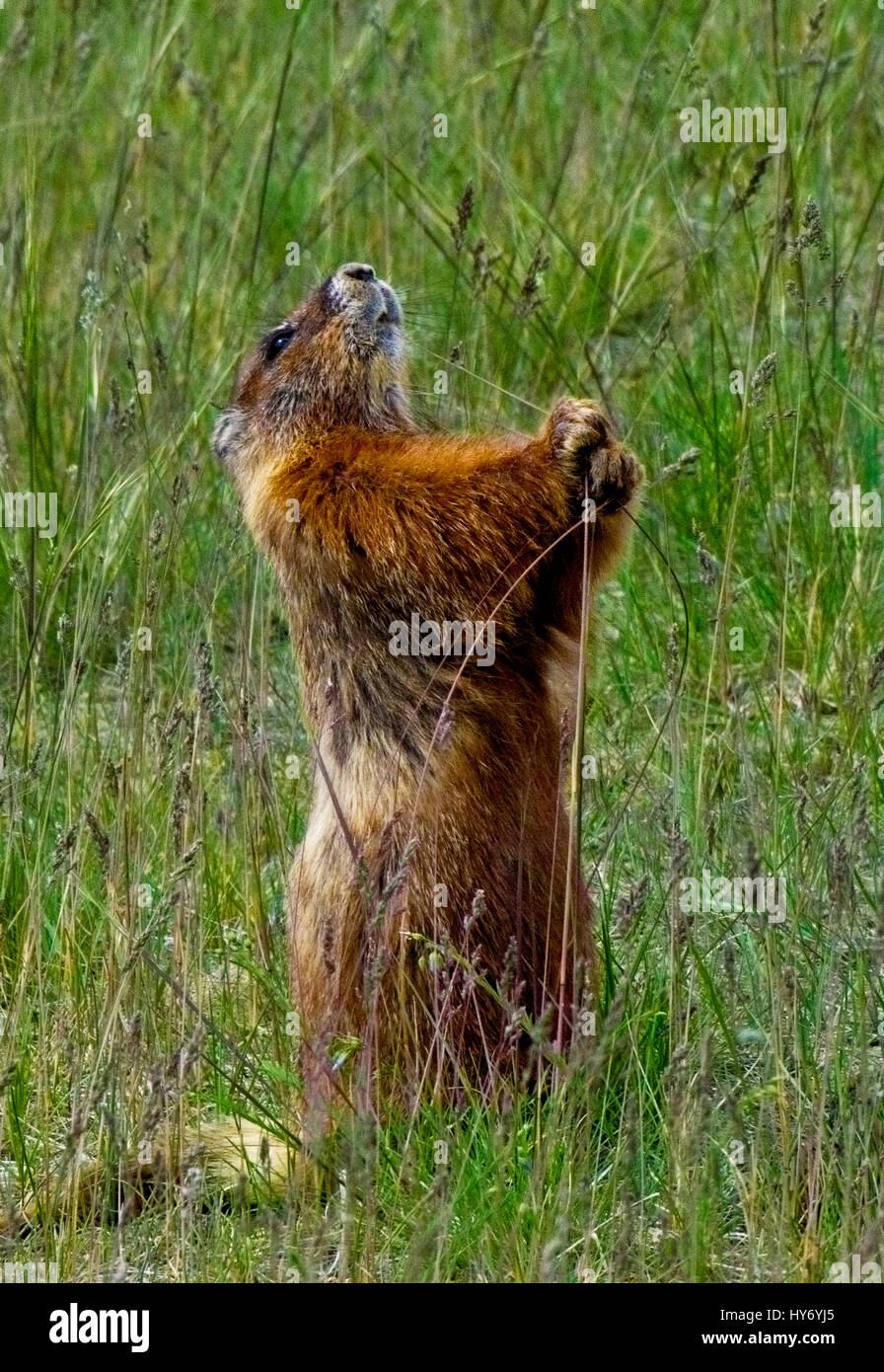Marmotta in piedi su due gambe mangiare erba, nel Parco Nazionale di Yellowstone, Wyoming negli Stati Uniti. Estate 2016. Foto Stock