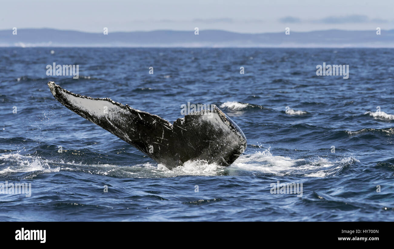 Graffiato fino la parte inferiore di Humpback Whale coda, Triniy ansa, east coast Terranova Foto Stock