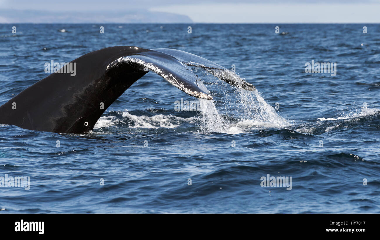 Humpback Whale tail nella Trinità ansa, east coast Terranova Foto Stock