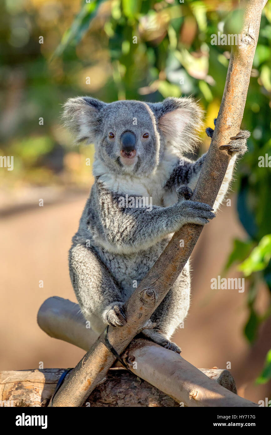 Il dolce koala rendendo il contatto visivo, San Diego, California Foto Stock