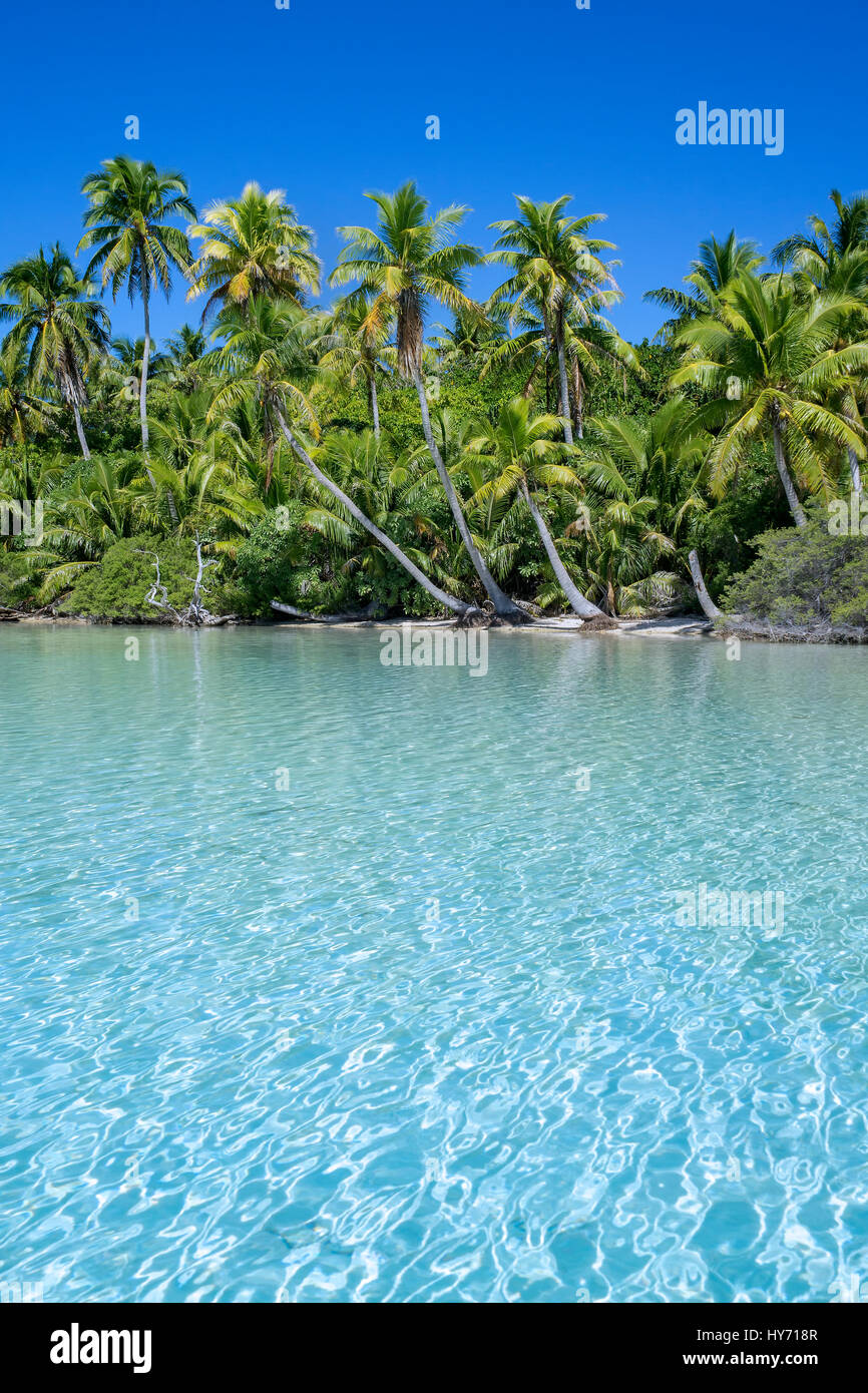 Acque chiare e palme sull'Isola di Moorea, Polinesia Francese Foto Stock