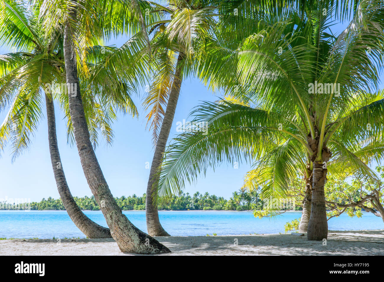Vista sul mare attraverso le palme sull'Isola di Moorea in Polinesia francese Foto Stock