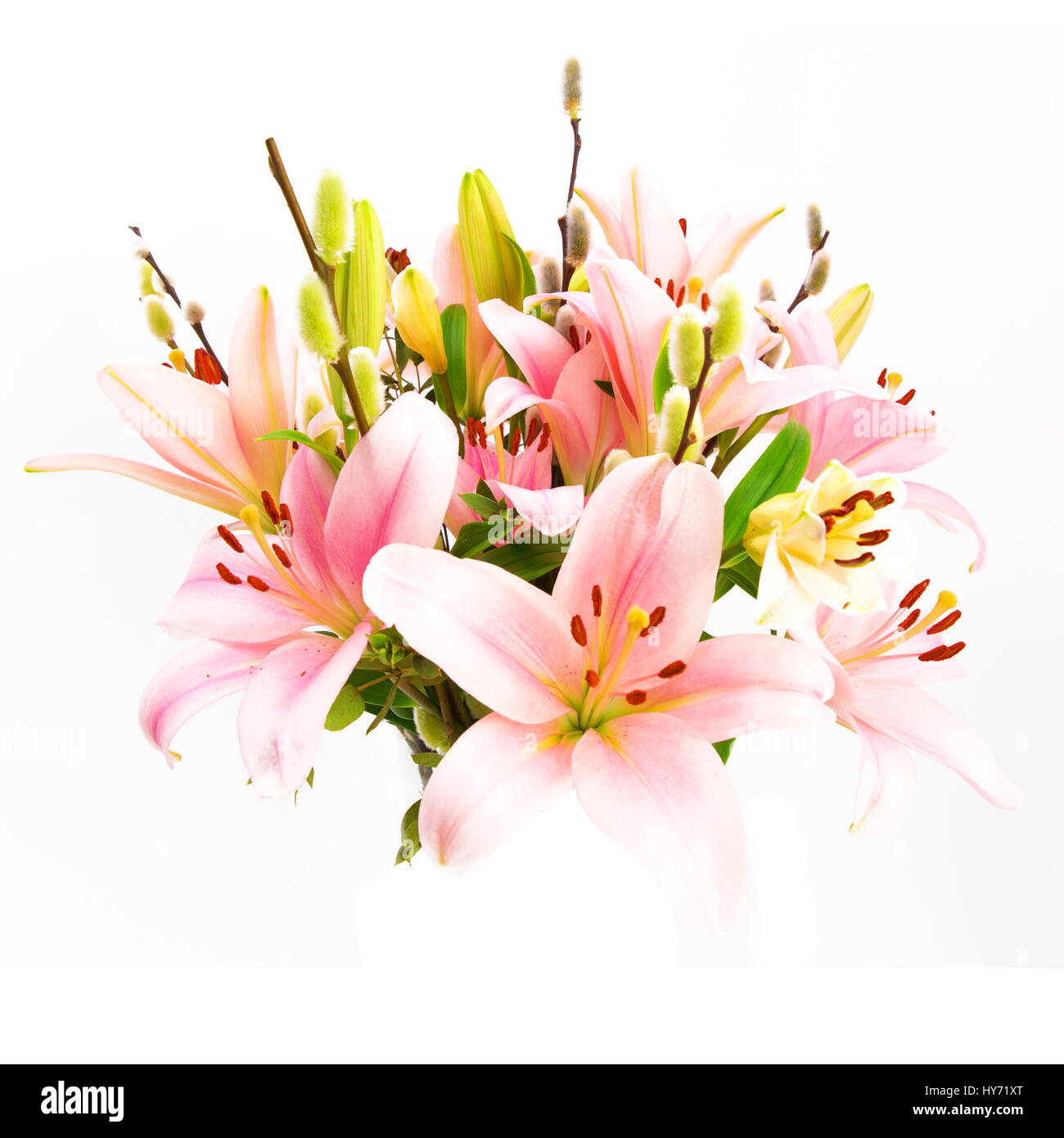Arangement di Lilys su sfondo bianco Foto Stock