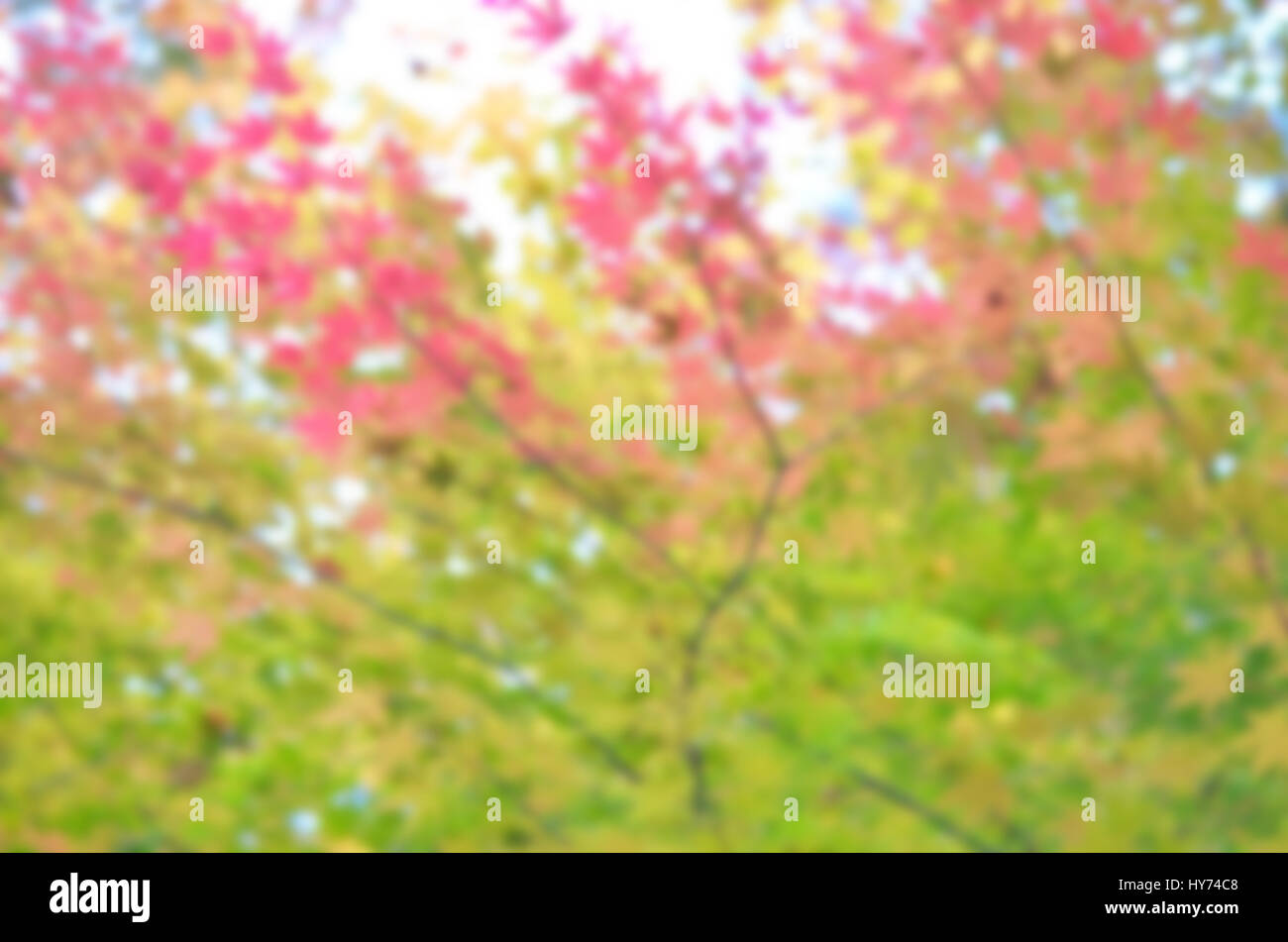 Blur giapponese colorato Foglia di acero in autunno Foto Stock