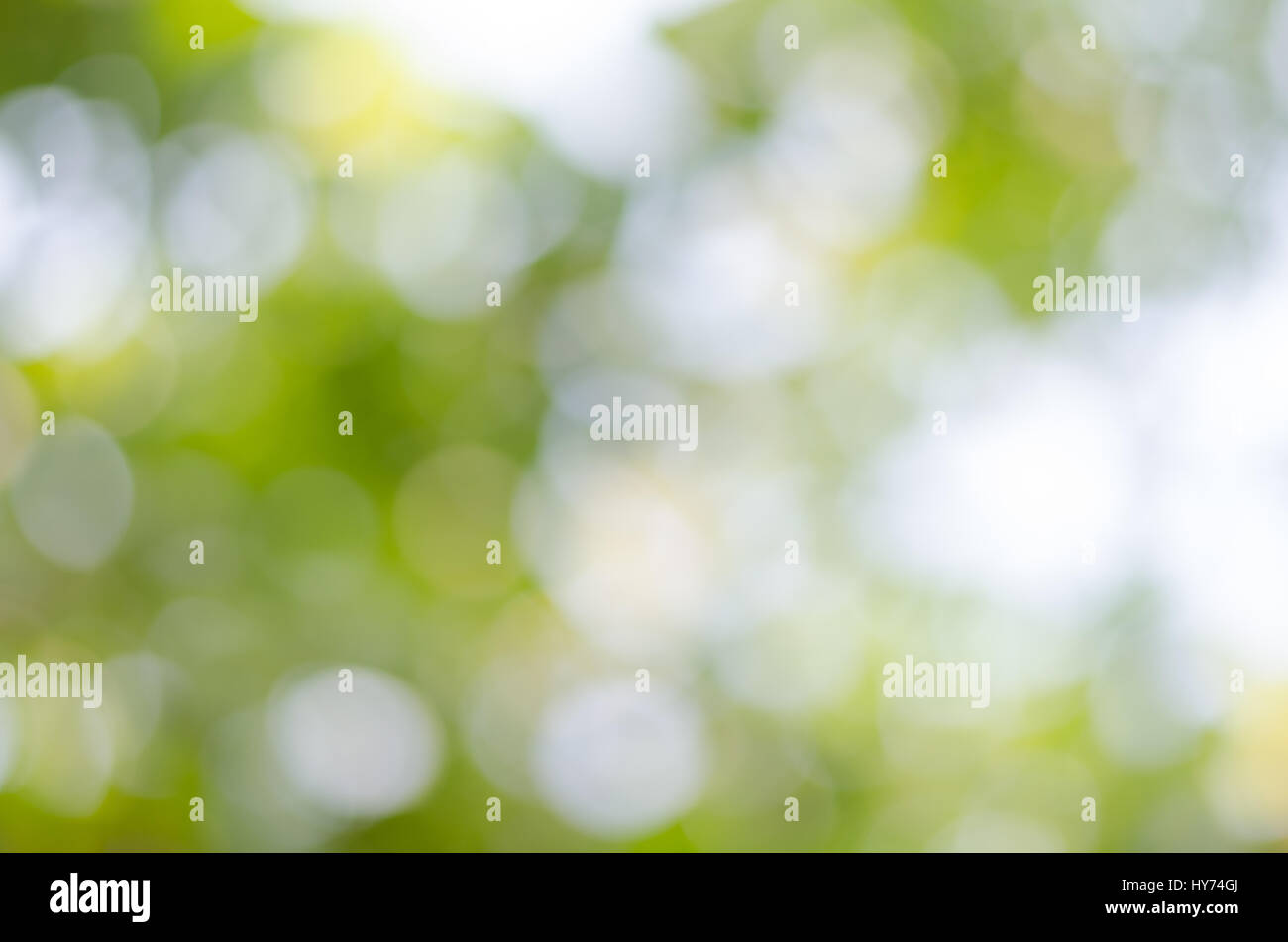 Abstract di sfocatura dello sfondo bokeh da albero verde Foto Stock