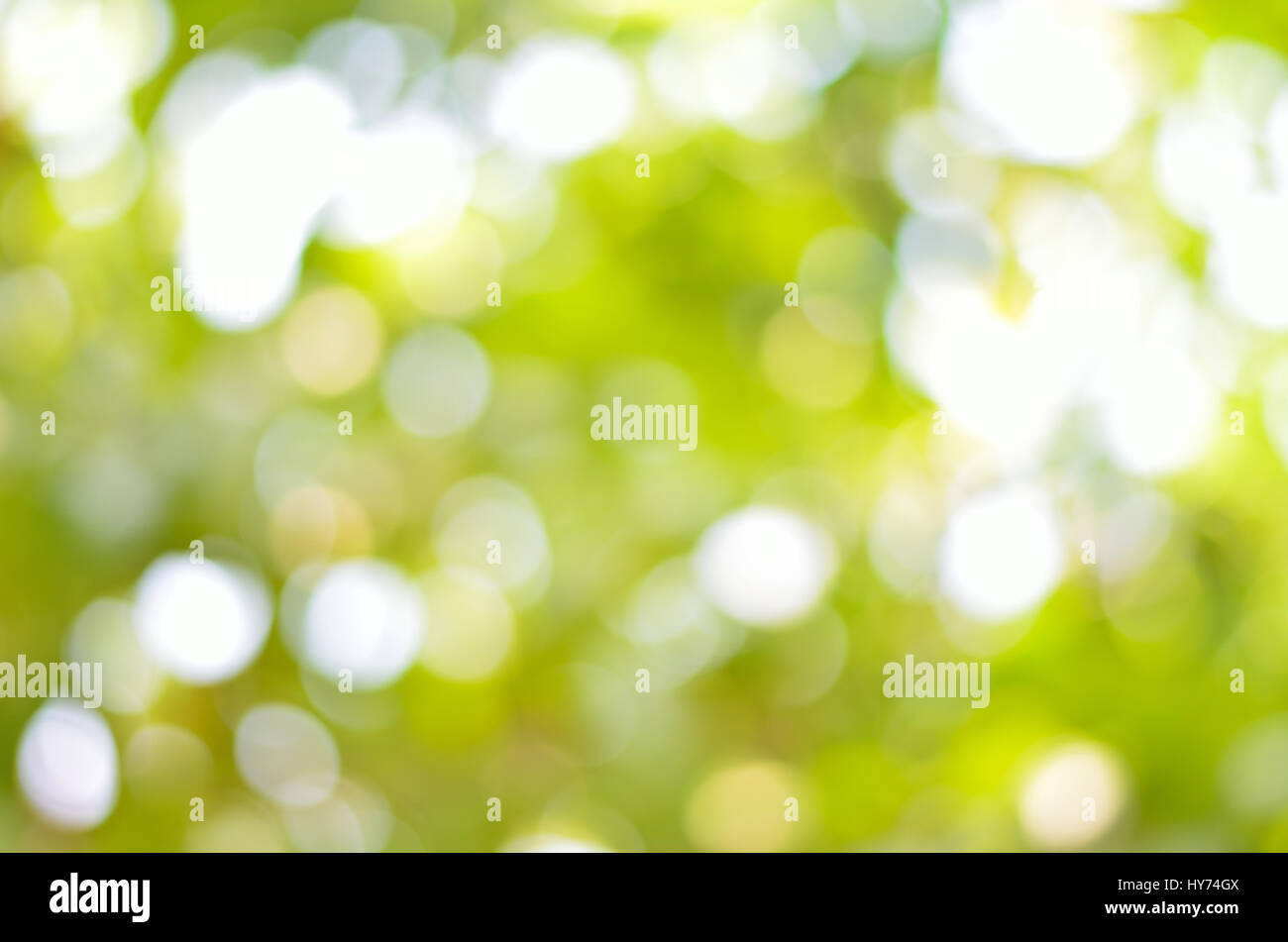 Abstract di sfocatura dello sfondo bokeh da albero verde Foto Stock