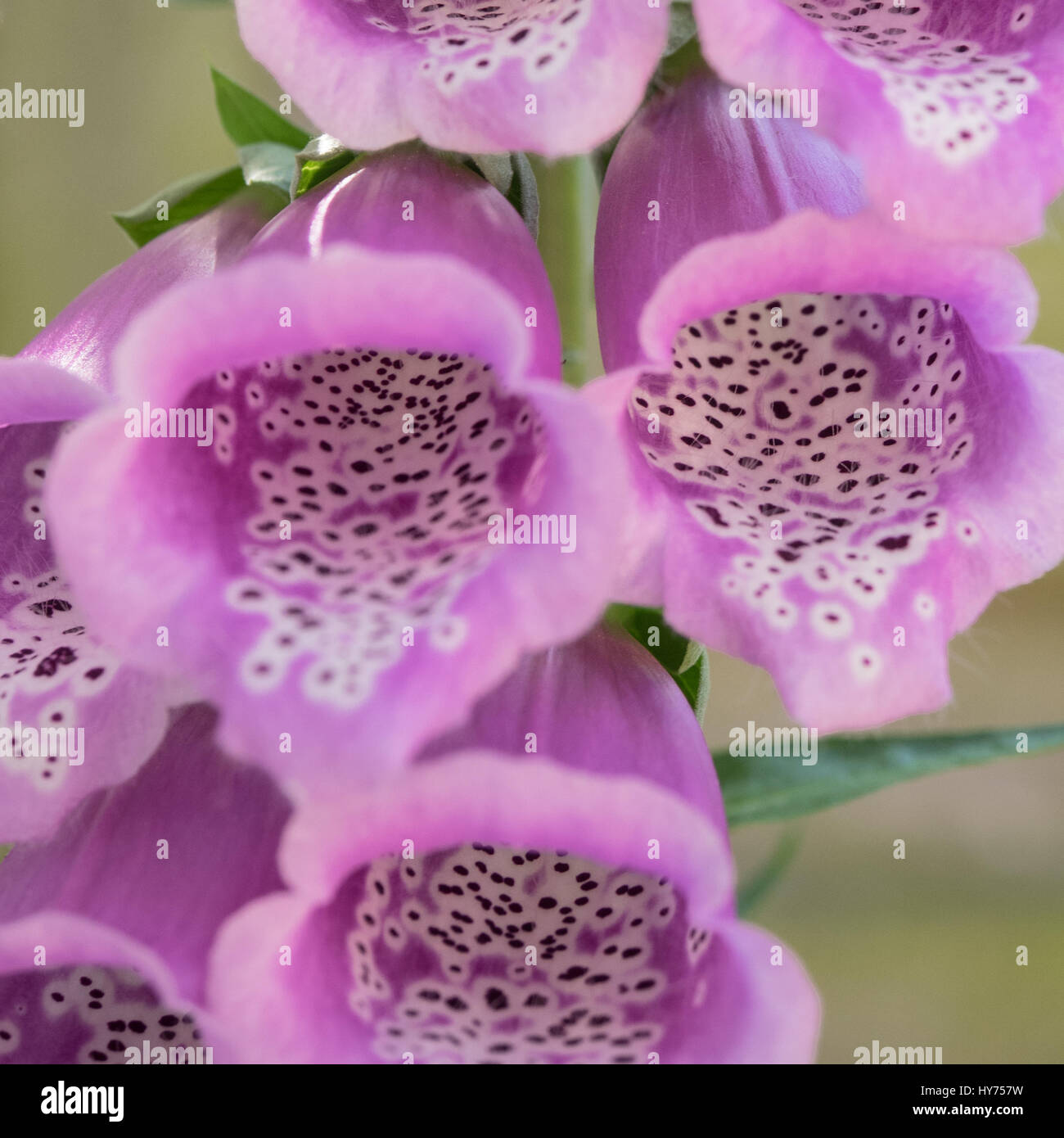 Close-up di un fiore rosa di foxglove, purpuraea digitalico Foto Stock