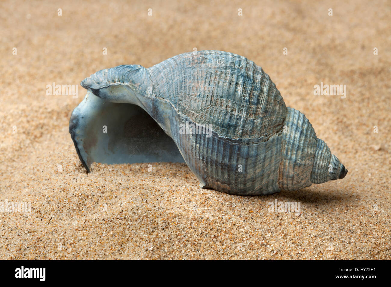 Vuoto azzurro buccino conchiglia di mare sulla spiaggia di sabbia Foto Stock