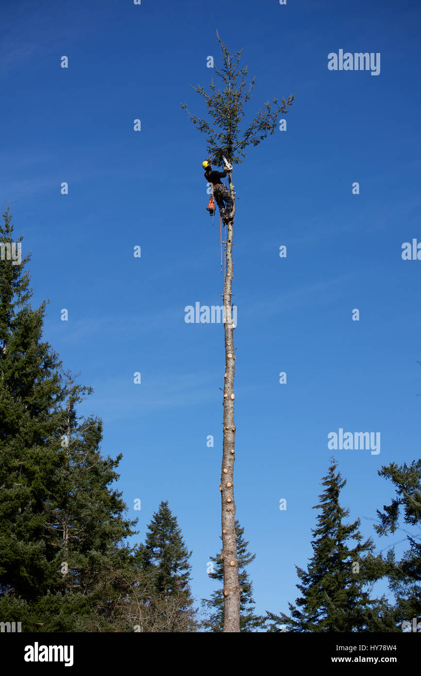 Logger imbrigliato nella parte superiore di un Douglas Fir Tree Foto Stock