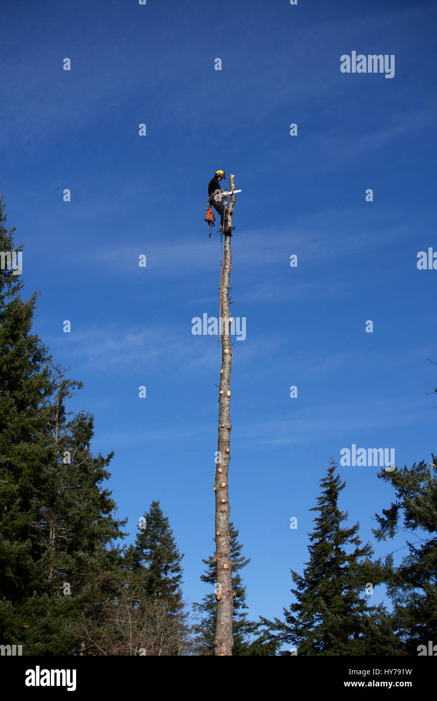 Logger imbrigliato nella parte superiore di un Douglas Fir Tree Foto Stock