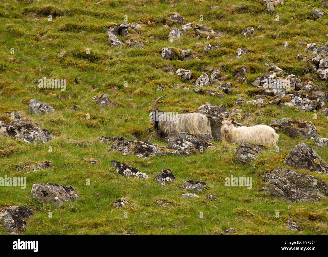 Capre selvatiche, adulti Camminare e stare in piedi su una collina. Presa di giugno. Findhorn Valley, Nr Tomatin, Scotland, Regno Unito. Foto Stock