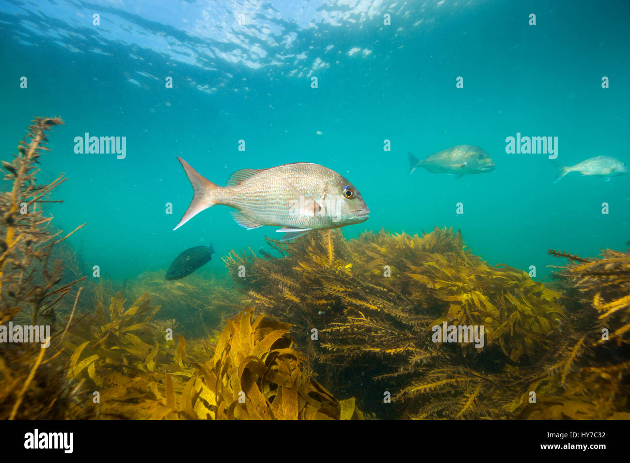 Snapper pesce nuoto subacqueo sulla foresta di kelp a Goat Island, Nuova Zelanda Foto Stock