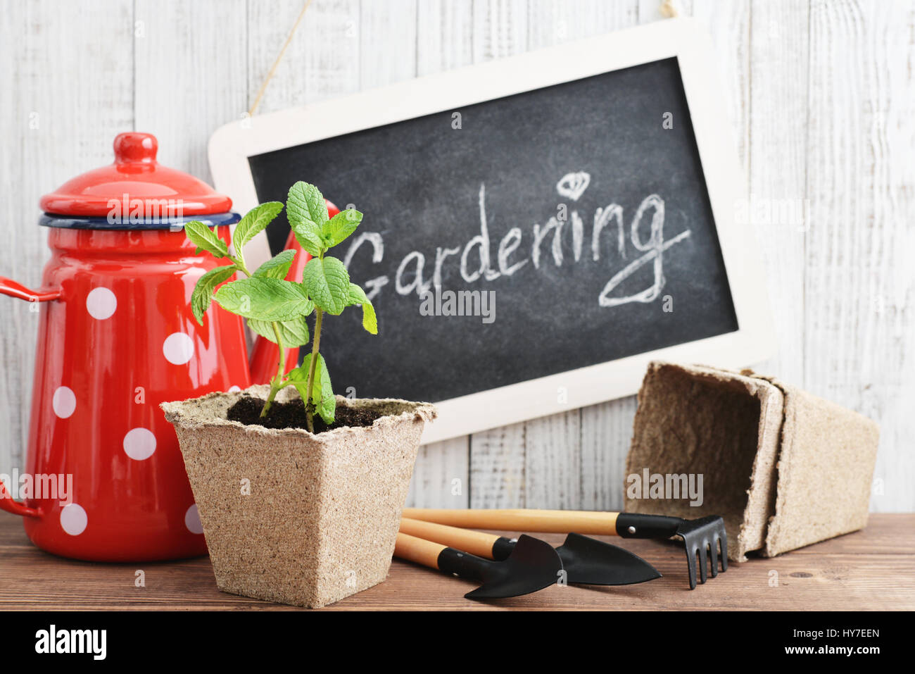 Attrezzi per giardinaggio, annaffiatoio, piante e suolo su vintage sfondo di legno Foto Stock