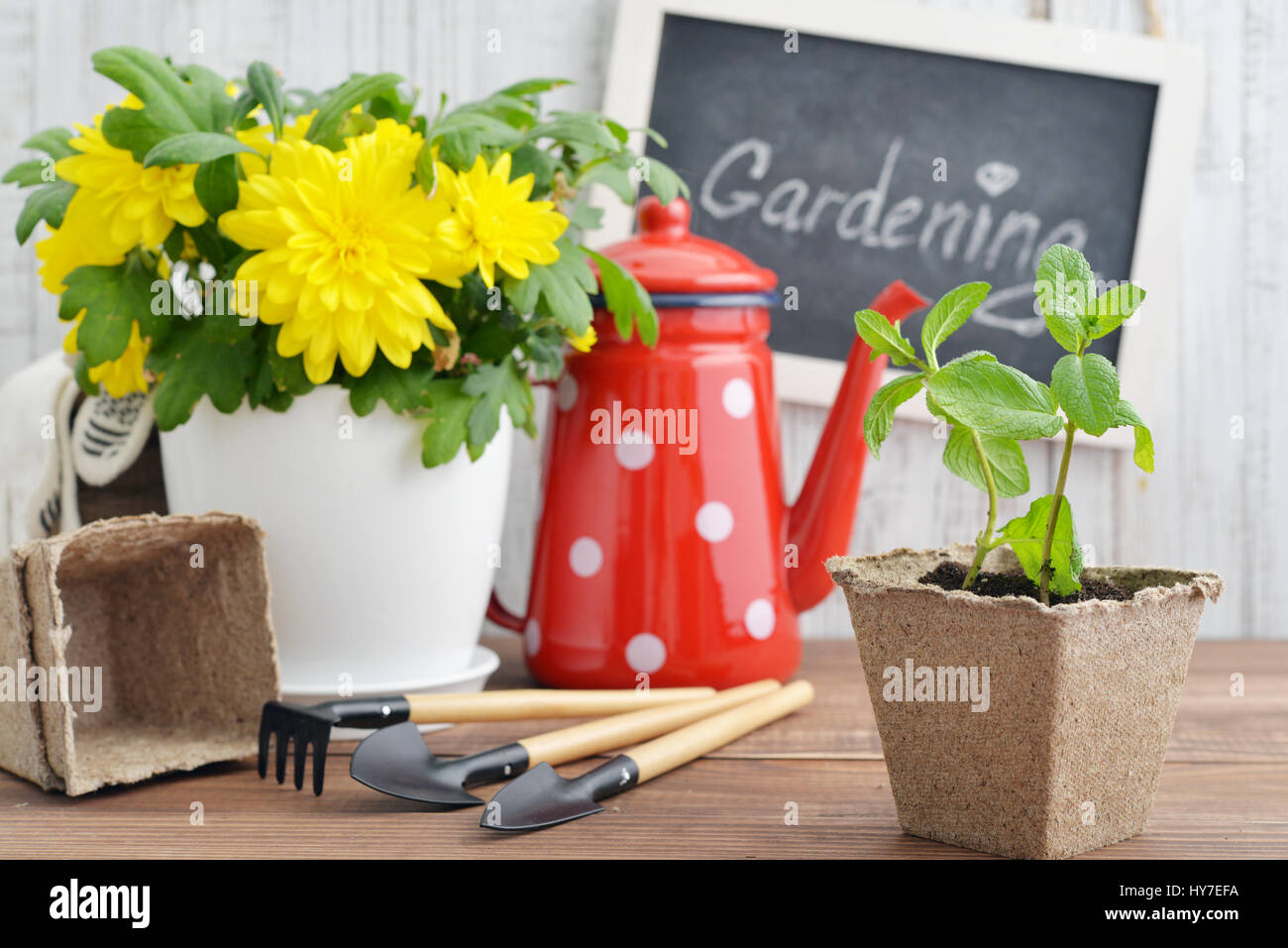 Attrezzi per giardinaggio, annaffiatoio, piante e suolo su vintage sfondo di legno Foto Stock