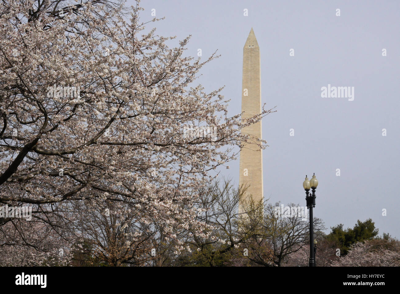 Il Monumento a Washington e ciliegi in fiore, Washington DC Foto Stock