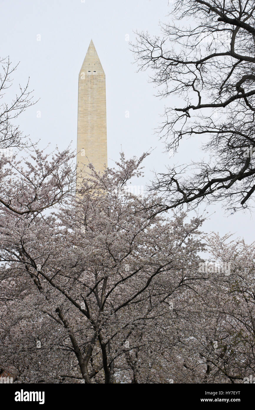 Il Monumento a Washington e ciliegi in fiore, Washington DC Foto Stock