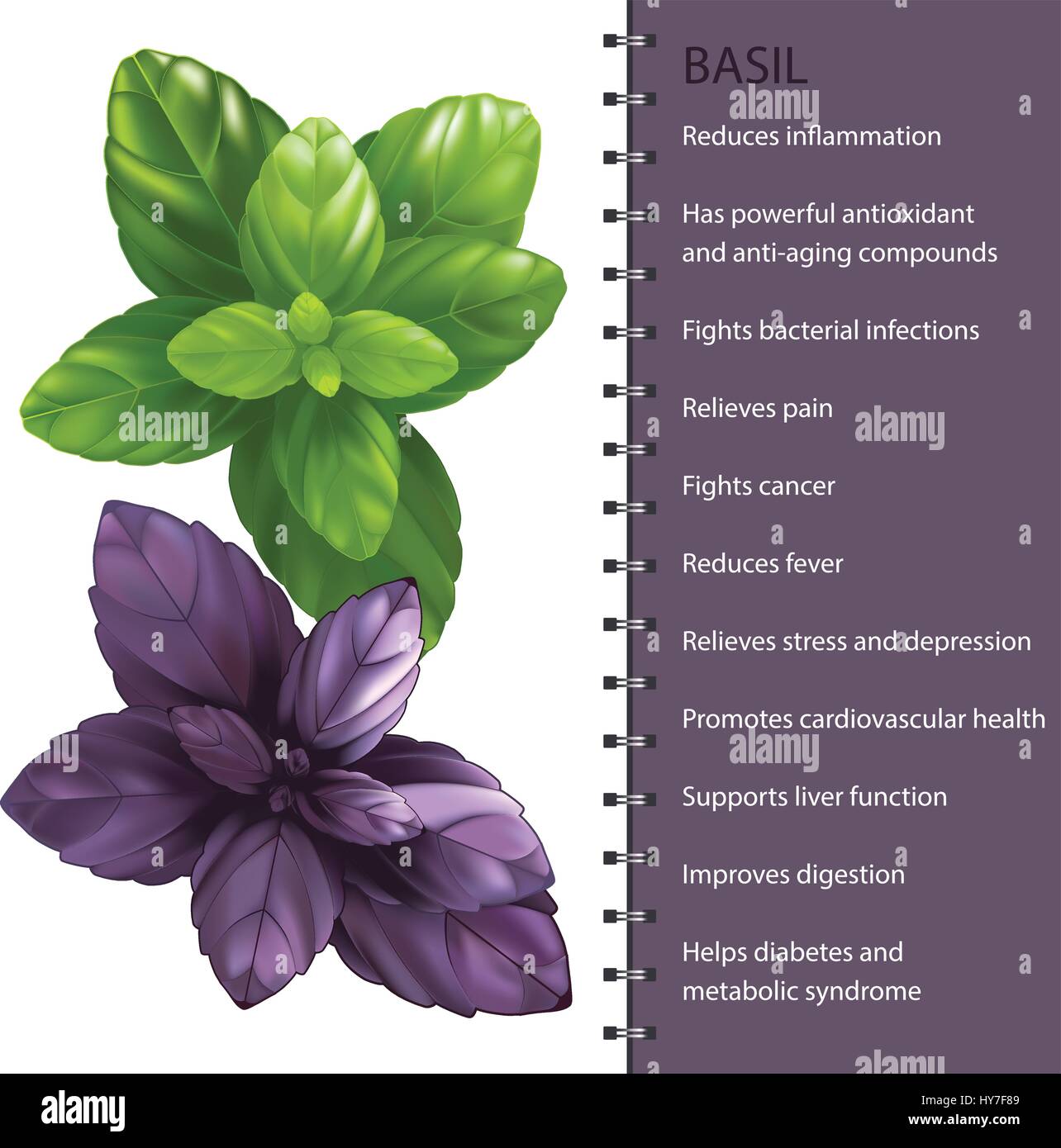 Basilico foglie di erbe ed infografico, illustrazione vettoriale Illustrazione Vettoriale