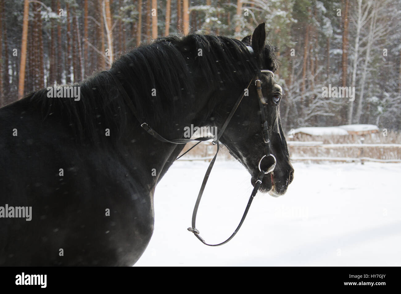 La bellissima equine nel paddock Foto Stock