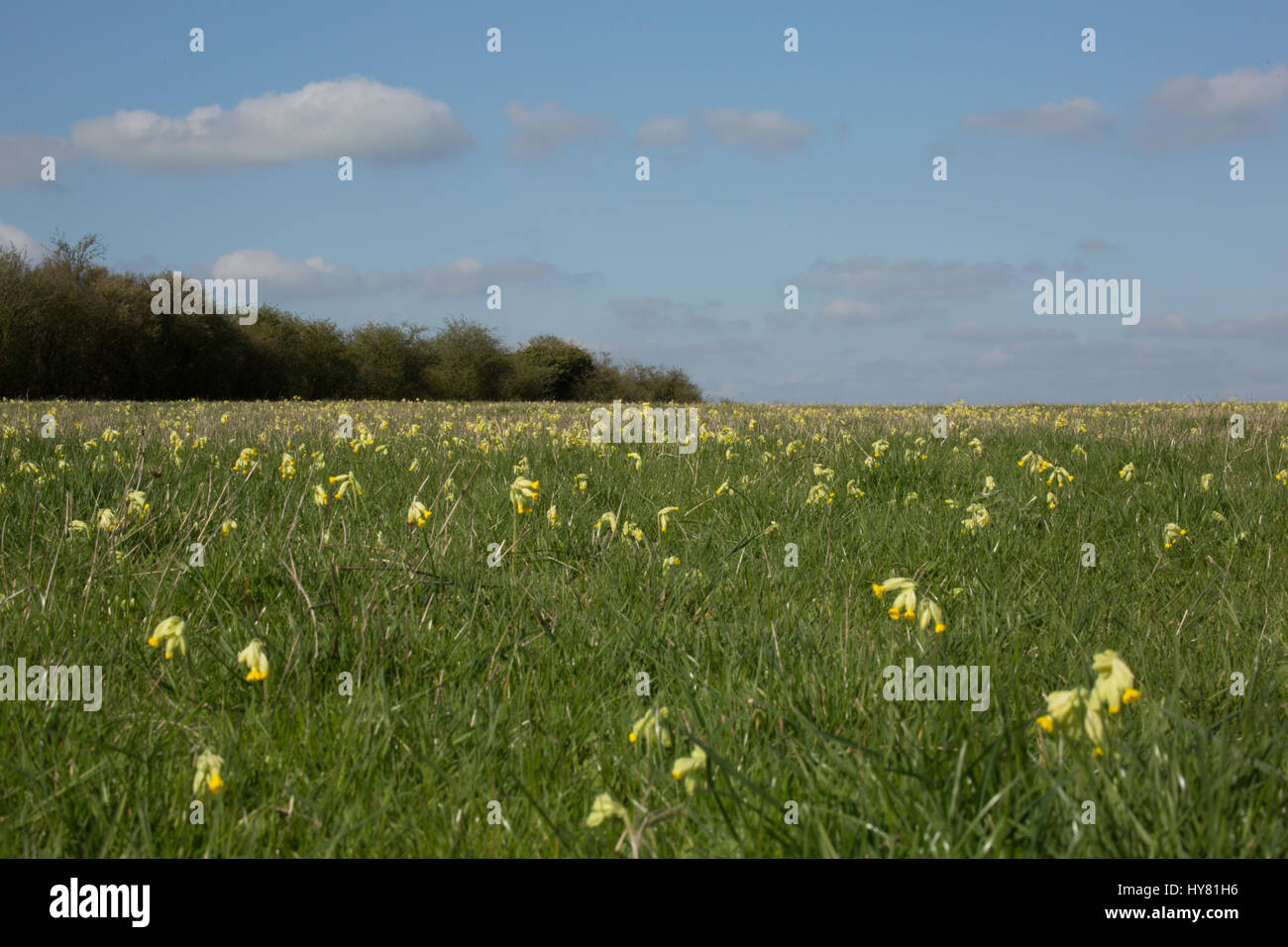 Letcombe Regis, Regno Unito. 2 apr, 2017. Regno Unito meteo. I tappeti della molla cowslips emergendo sotto i cieli blu all'età del ferro Segsbury Fort su la Ridgeway n Oxfordshire come il persistere di un clima caldo e incoraggia la crescita di fiori di primavera in tutta la campagna. Credito: Jill Walker/Alamy Live News Foto Stock