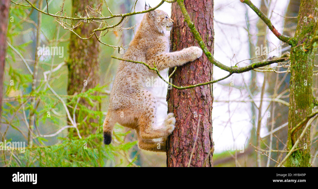 Playfull lynx cat cub di arrampicata in una struttura ad albero nella foresta Foto Stock