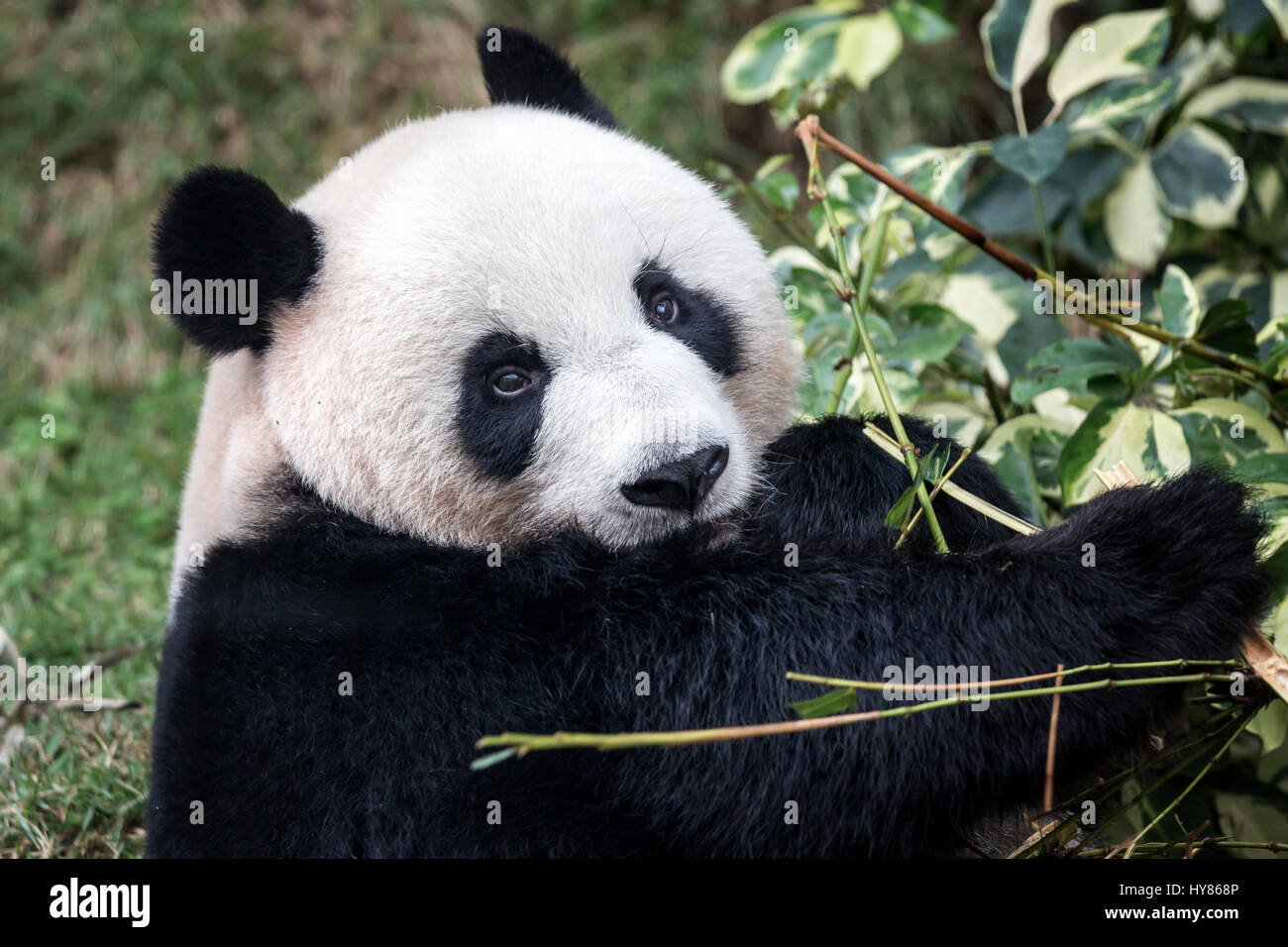 Panda gigante (Ailuropoda melanoleuca), Panda, Macau Panda del padiglione, Macao Foto Stock