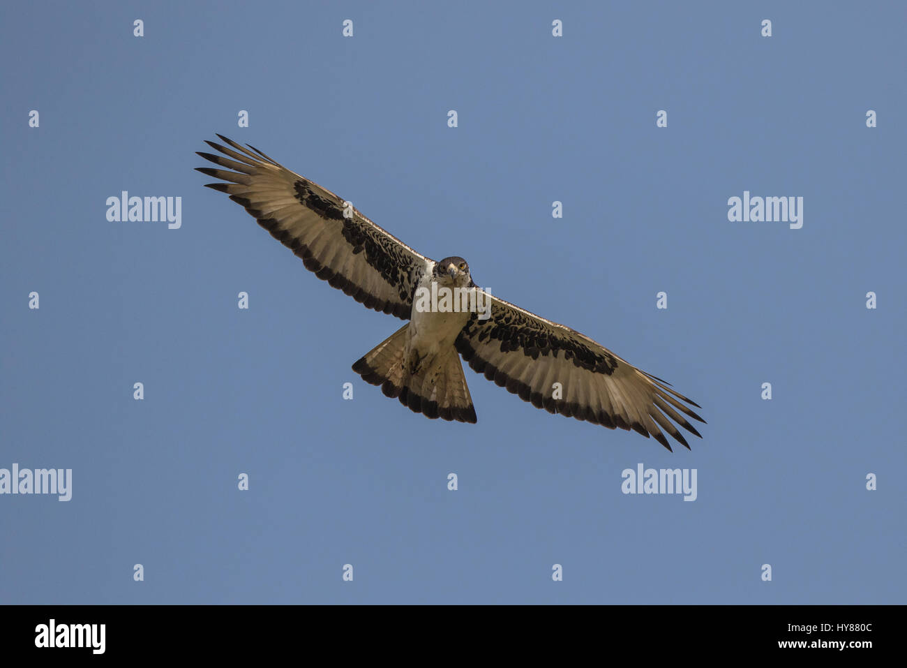Aquila Hawk Africana, Aquila Spilogaster, Gambia, Africa Occidentale Foto Stock