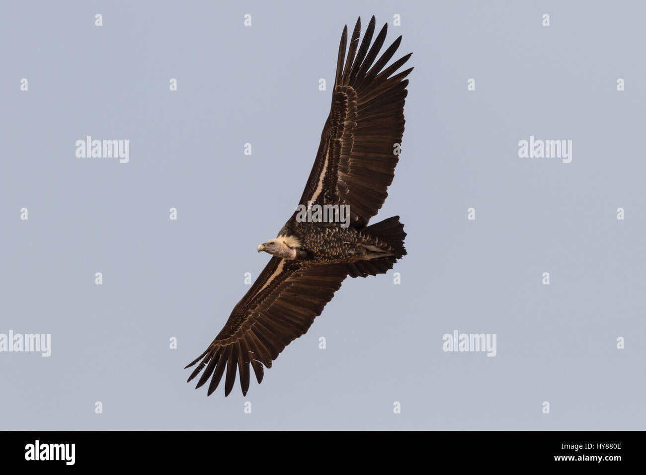 La Vultura di Ruppell, Gyps rueppellii, Brikama Ba, Gambia, Africa occidentale Foto Stock