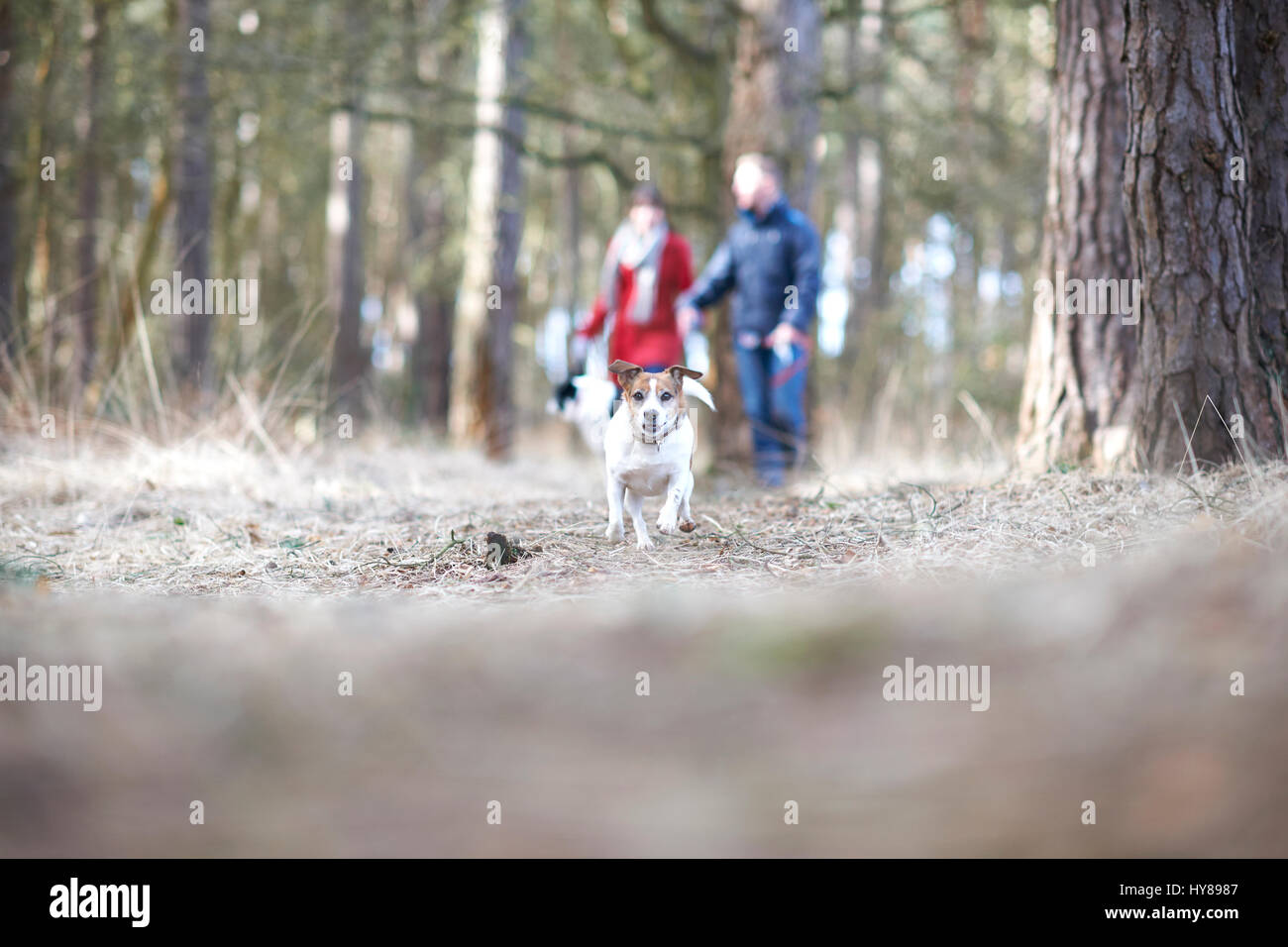 Una giovane coppia a piedi i loro due cani nei boschi Foto Stock
