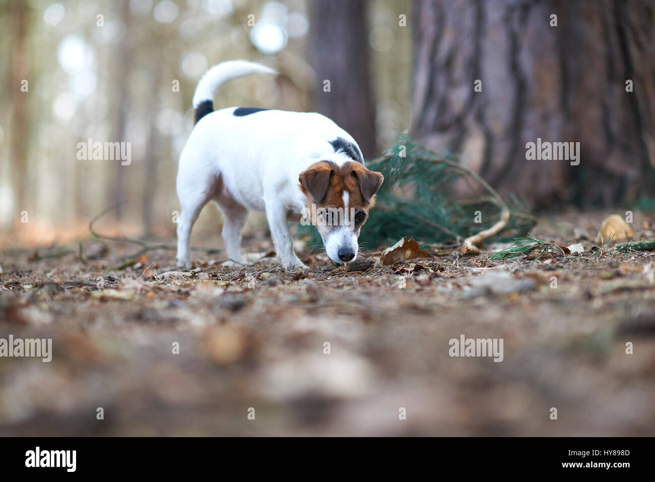 Un jack russell terrier su una passeggiata nei boschi Foto Stock