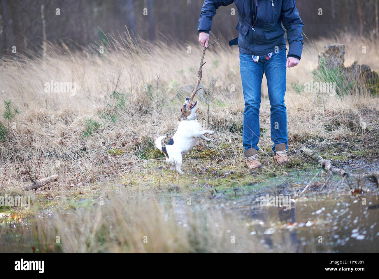 Un jack russell terrier gioca con un bastone durante una passeggiata nel bosco Foto Stock