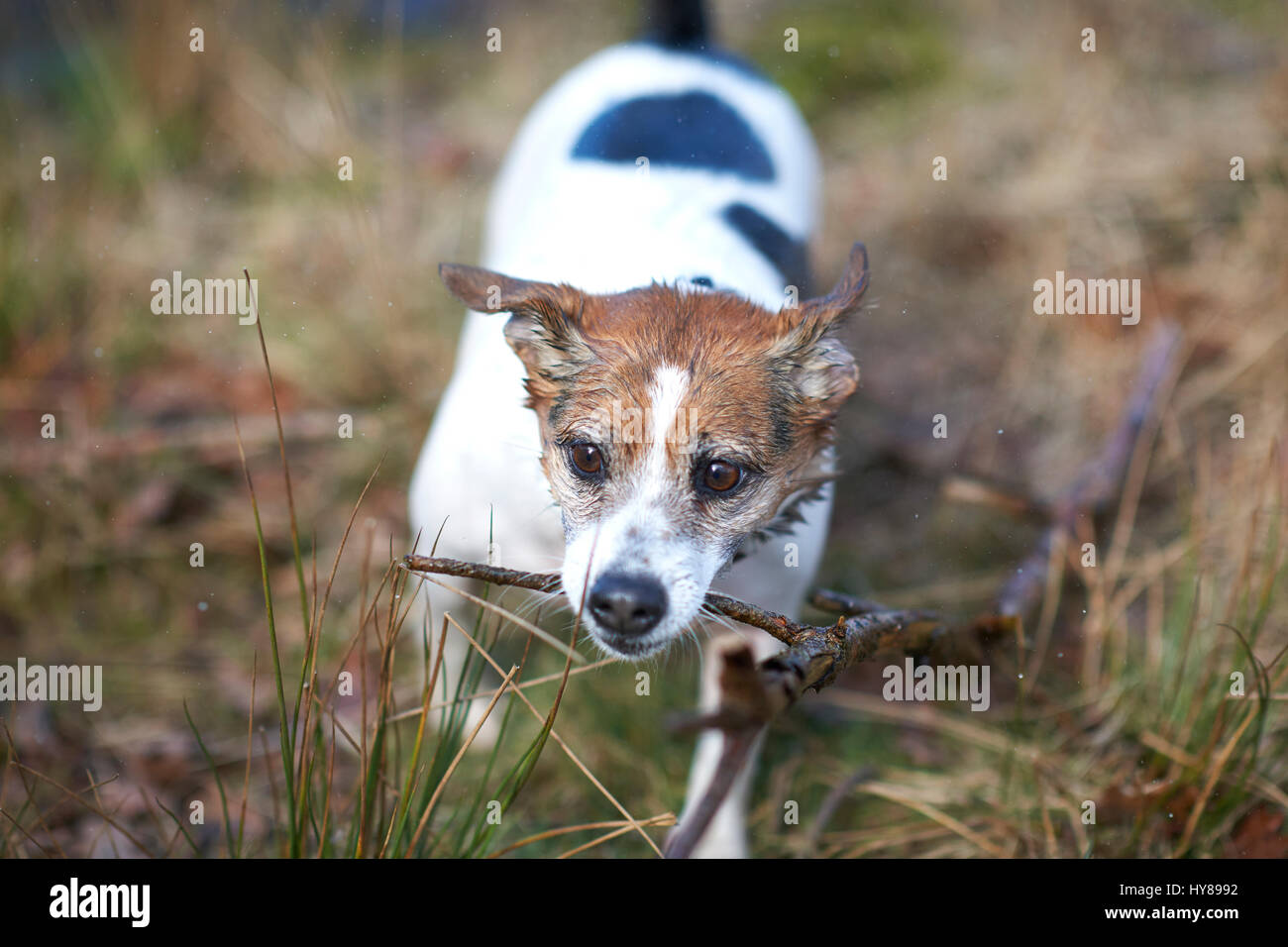 Un jack russell terrier gioca con un bastone durante una passeggiata nel bosco Foto Stock