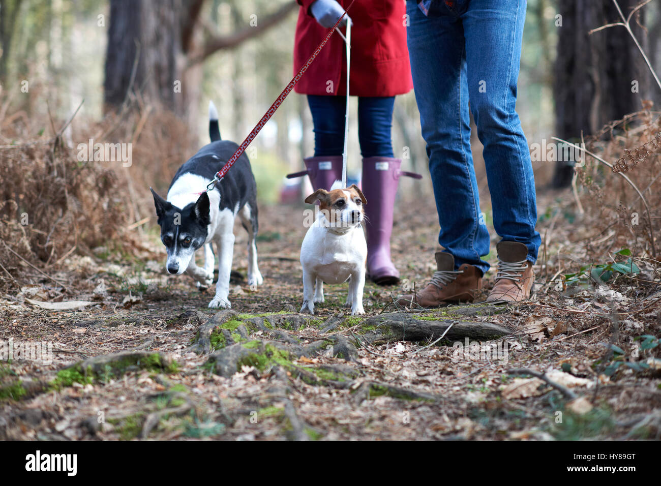 Un giovane a piedi i loro due cani nei boschi Foto Stock