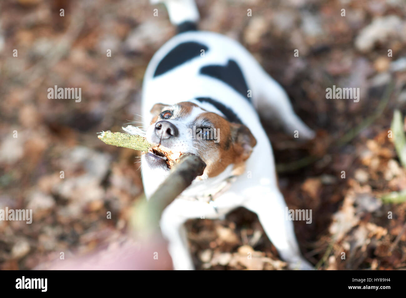 Un jack russell terrier gioca con un bastone Foto Stock