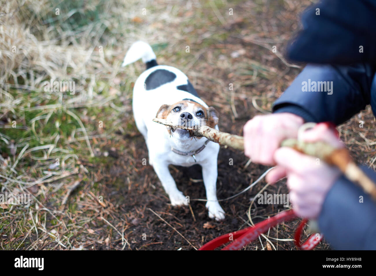 Un jack russell terrier gioca con un bastone Foto Stock