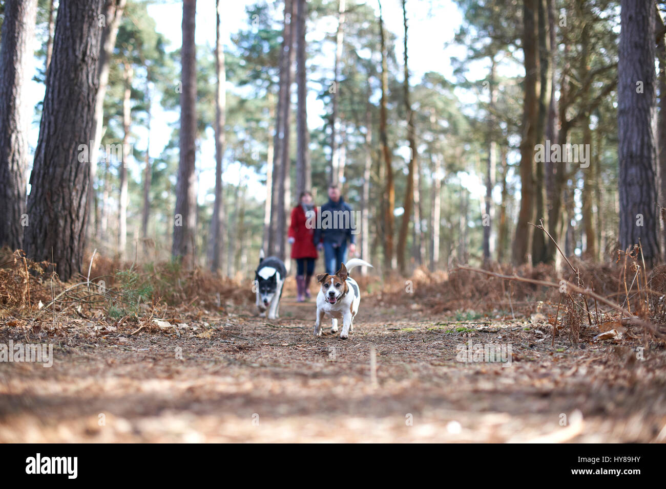Una giovane coppia a piedi i loro cani nei boschi Foto Stock