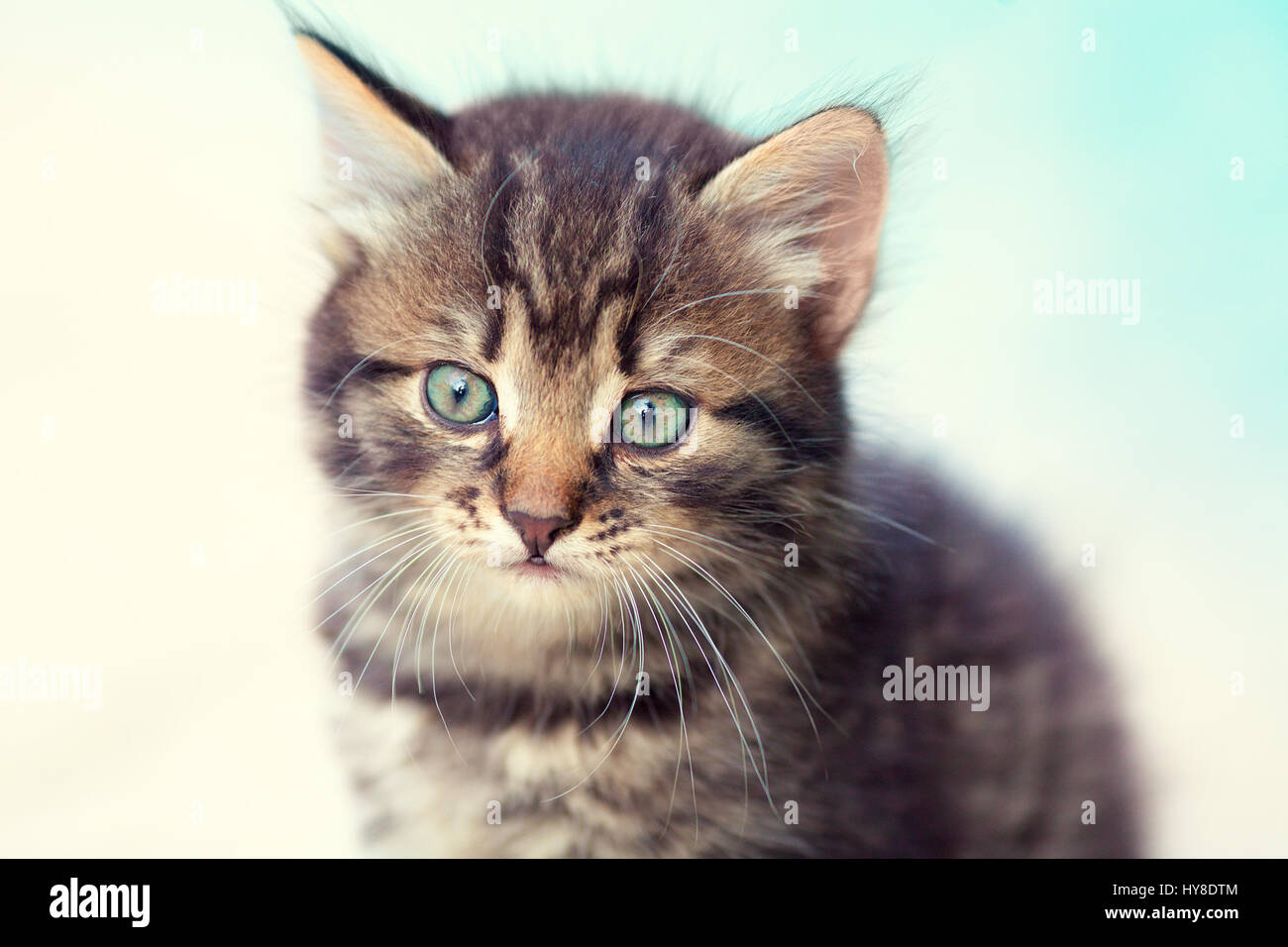 Ritratto di carino tabby kitten Foto Stock