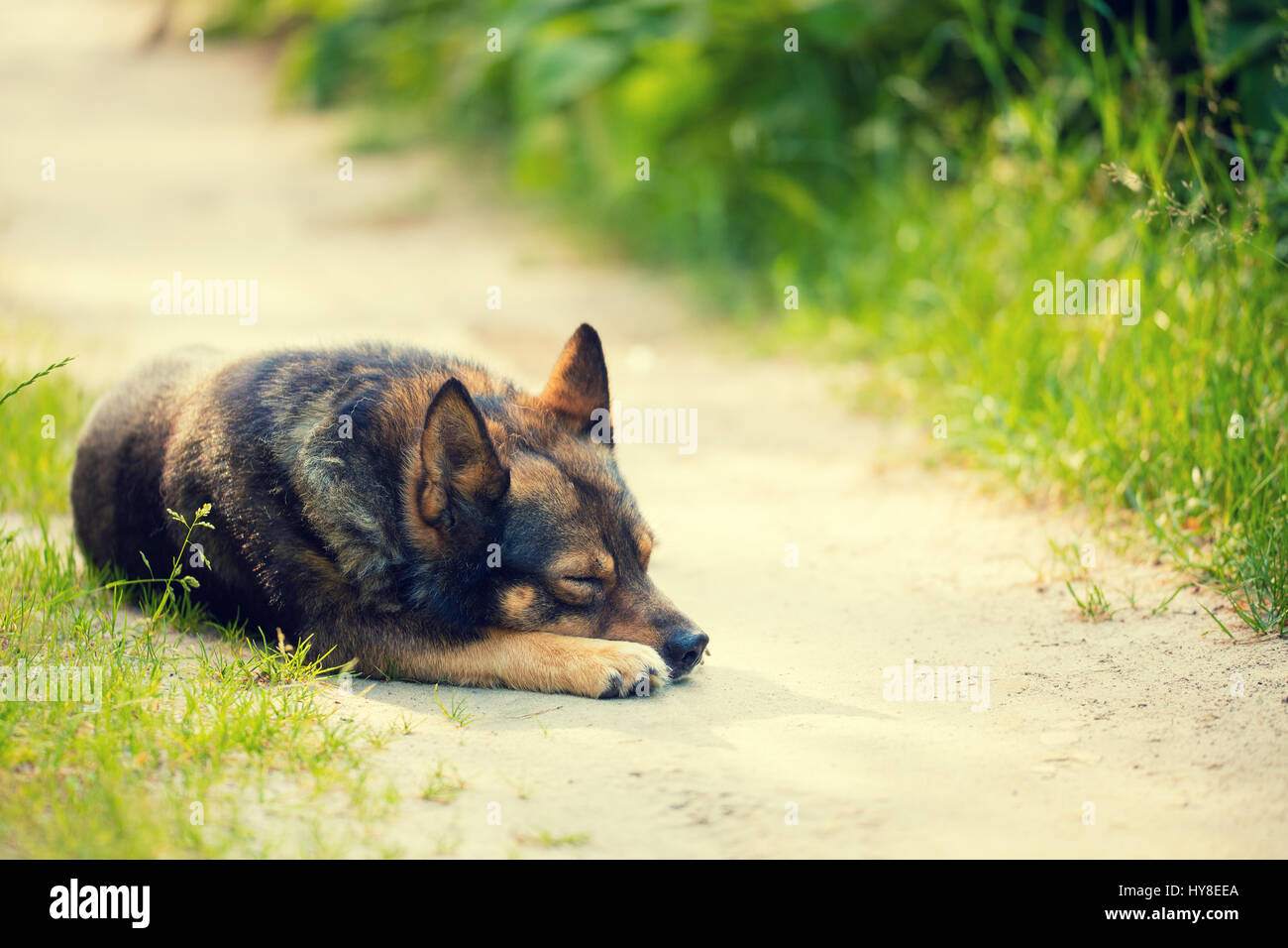 Cane di dormire sulla strada sterrata in estate Foto Stock