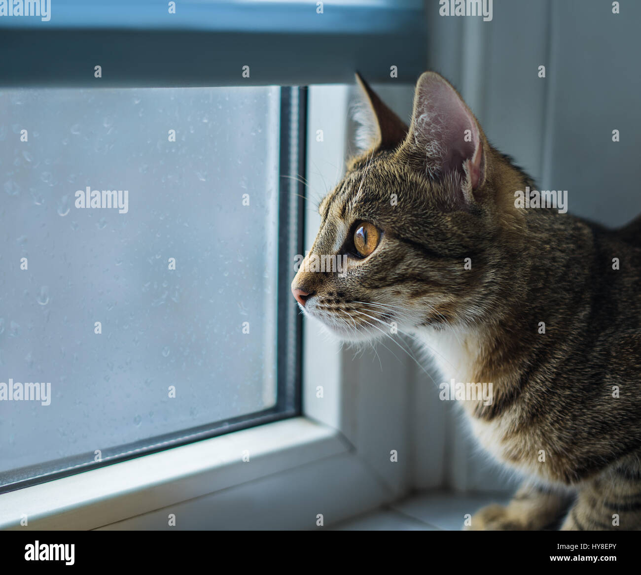 Gatto seduto su un davanzale e guardando la pioggia fuori dalla finestra. Sono cadute sulla finestra Foto Stock