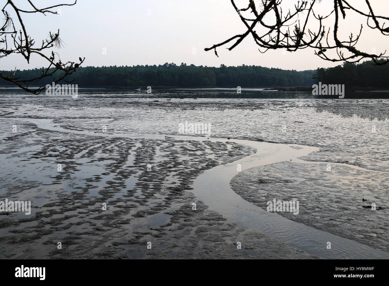 La bassa marea nel Maine Foto Stock