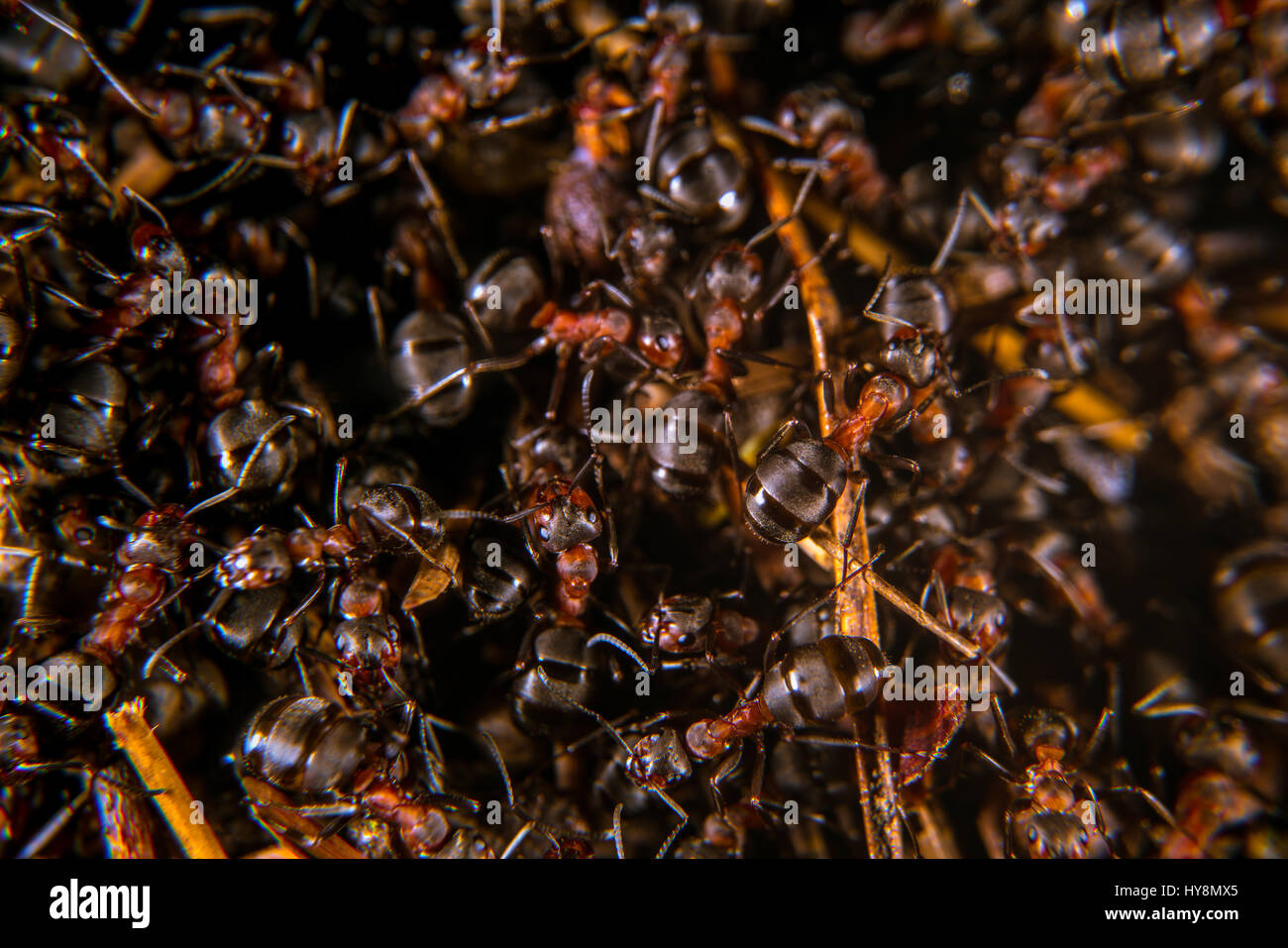 Legno rosso formiche su un formicaio close-up Foto Stock