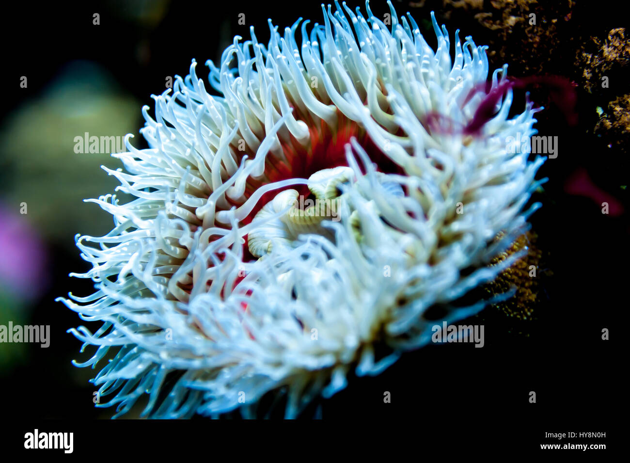 Un bel bianco anemone marittimo nell'oceano Foto Stock