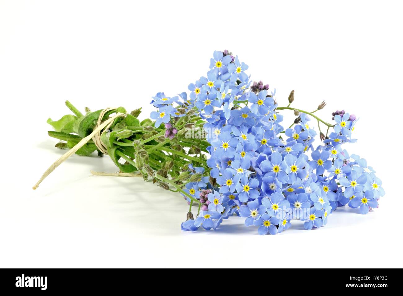 Mazzetto di dimenticare-me-non isolata su sfondo bianco Foto Stock