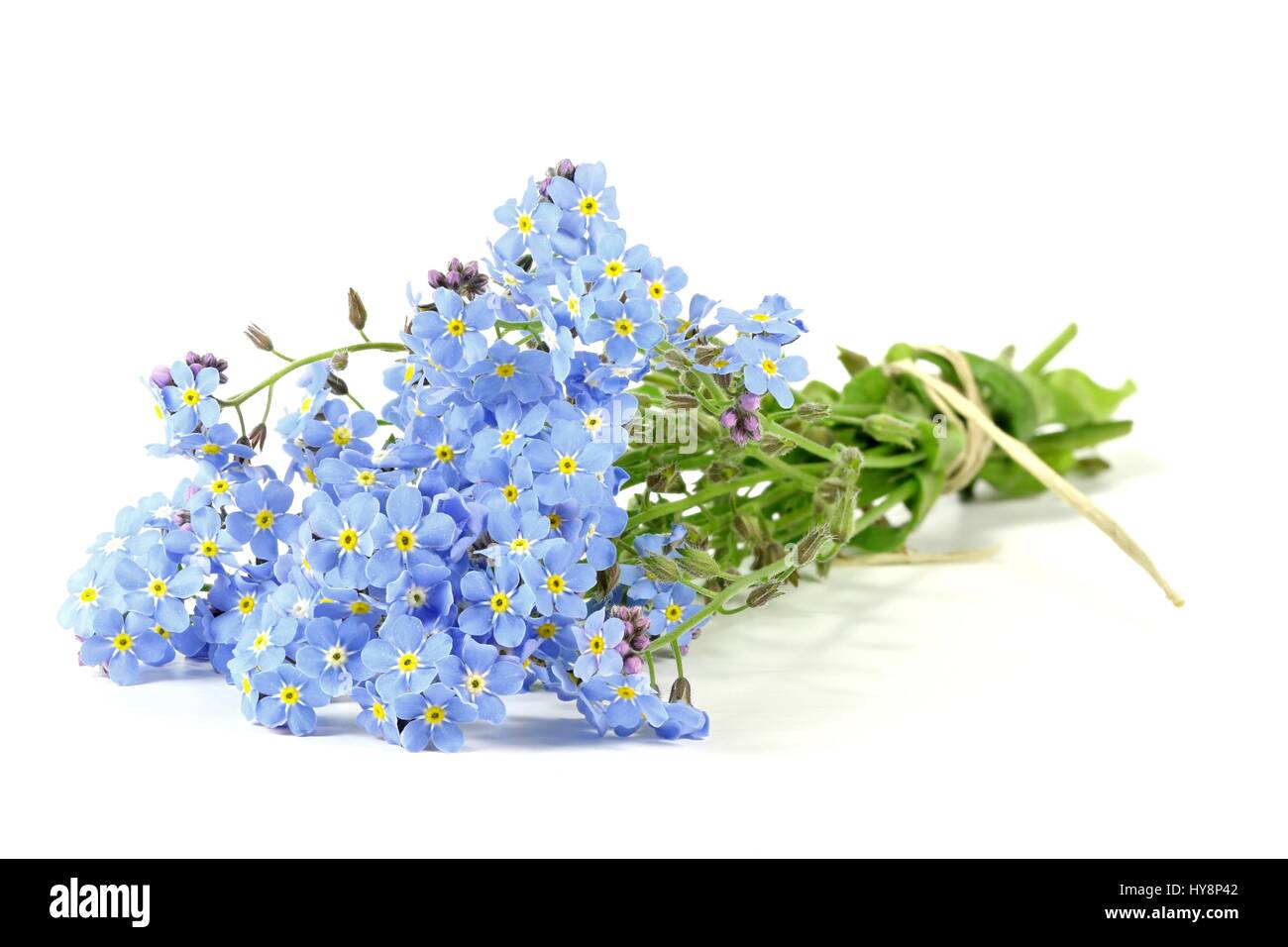 Mazzetto di dimenticare-me-non isolata su sfondo bianco Foto Stock