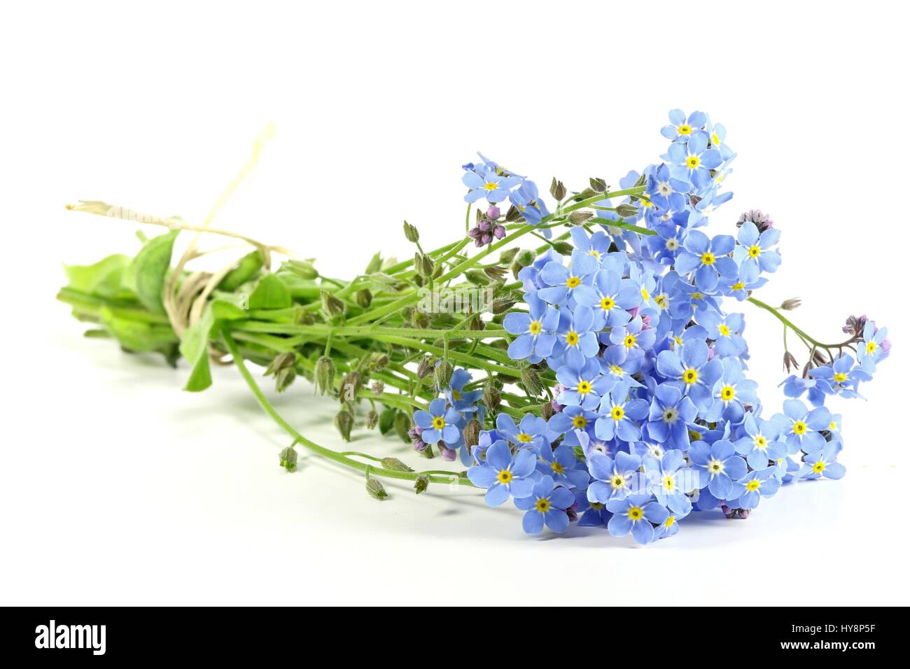 Mazzetto di dimenticare-me-non isolata su sfondo bianco Foto Stock