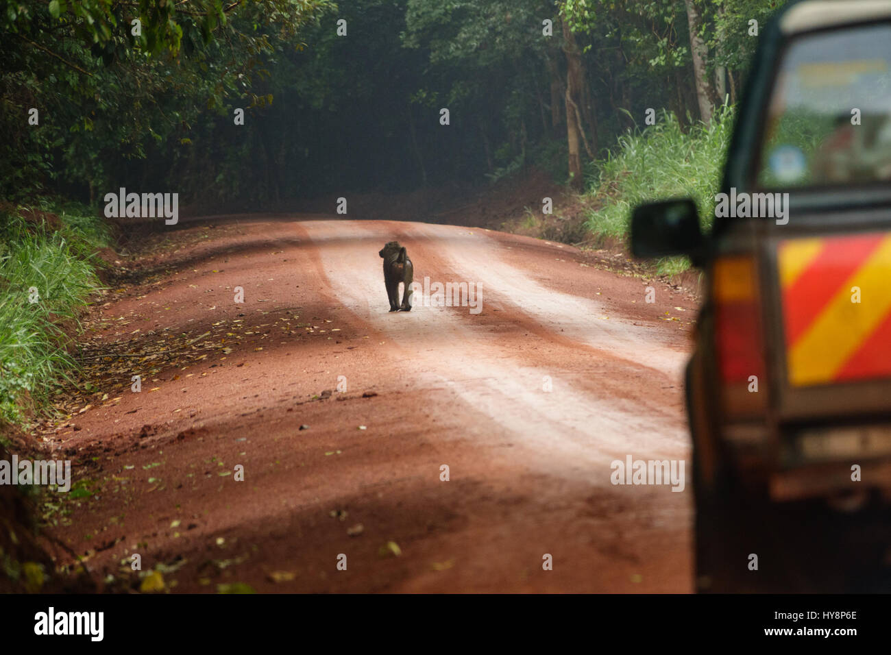 Wild monkey a piedi nella parte anteriore del veicolo Foto Stock