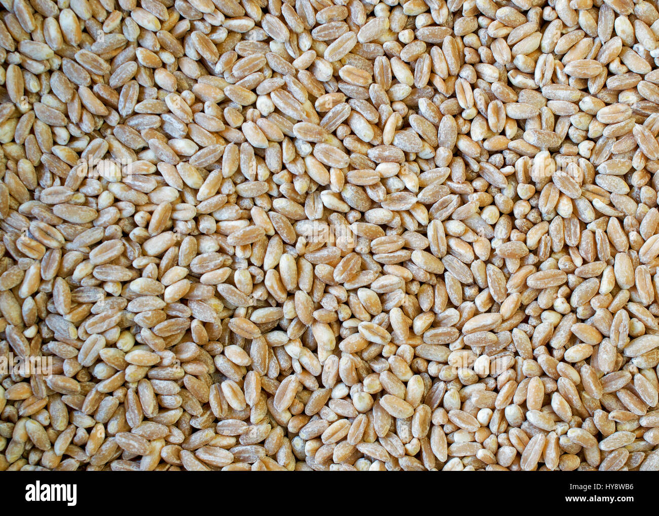 Primo piano su sano ,mondati, perlati, materie farro semi di grano - food texture o uno sfondo Foto Stock