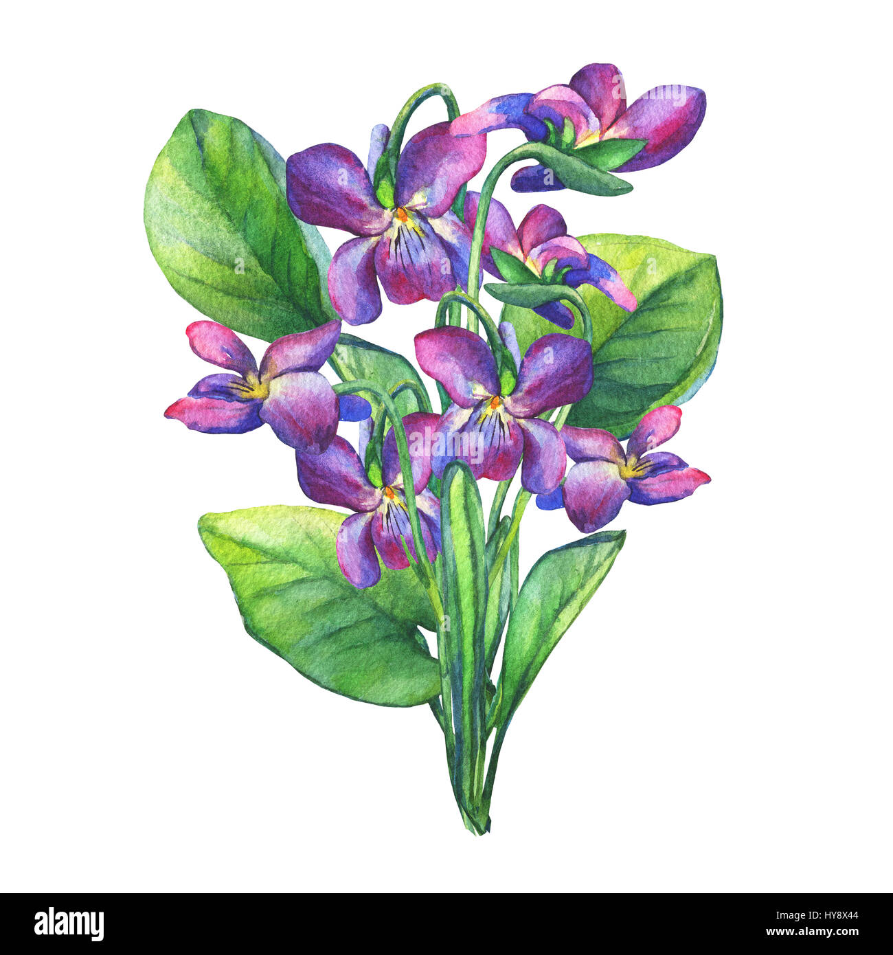 Bouquet di violette profumate fiore selvatico (violetti dolci inglesi, viola odorata). Pittura ad acquerello disegnata a mano su sfondo bianco. Foto Stock