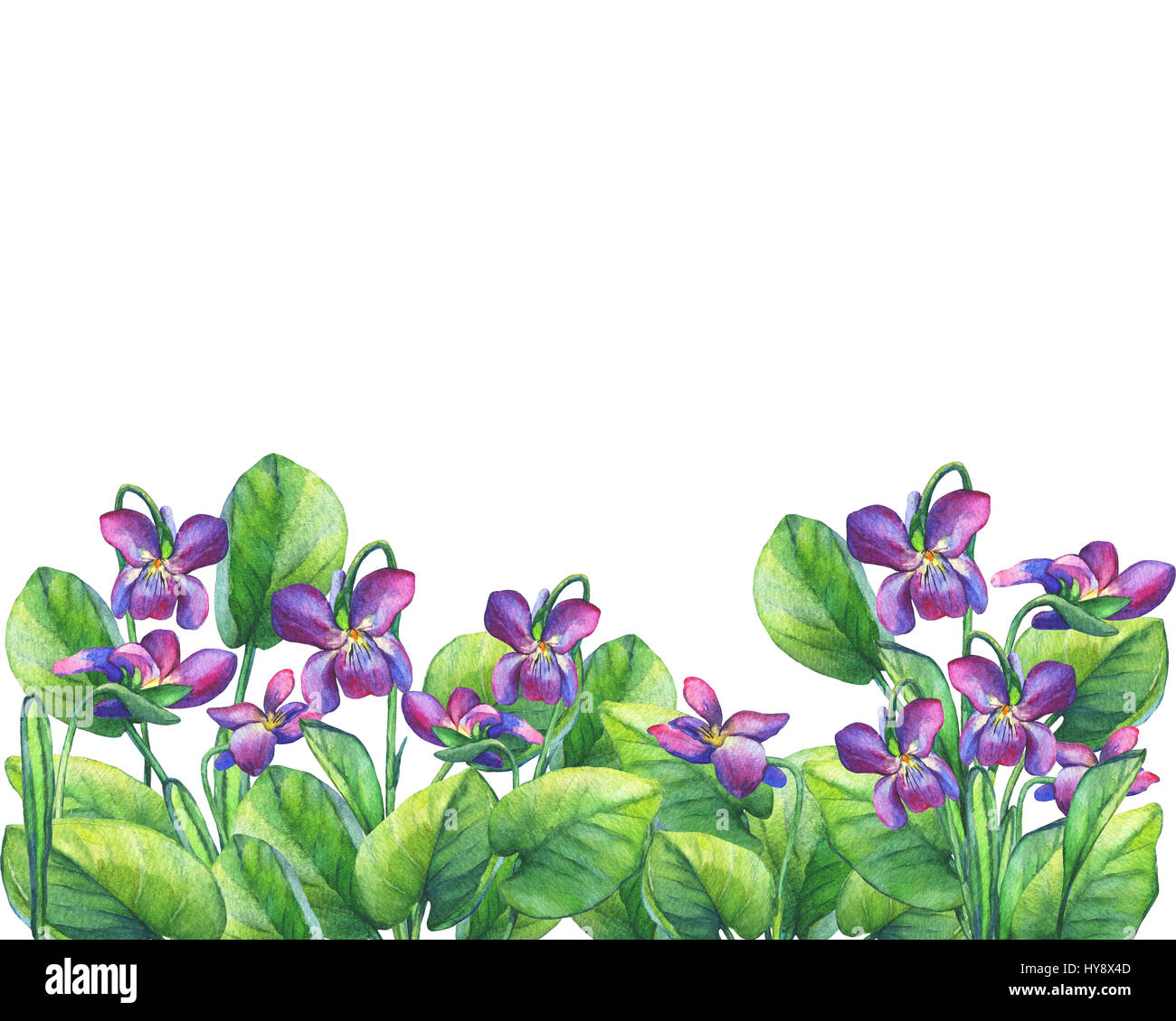 Cornice floreale delle violette profumate (violetti dolci inglesi, viola odorata). Pittura ad acquerello disegnata a mano su sfondo bianco. Foto Stock