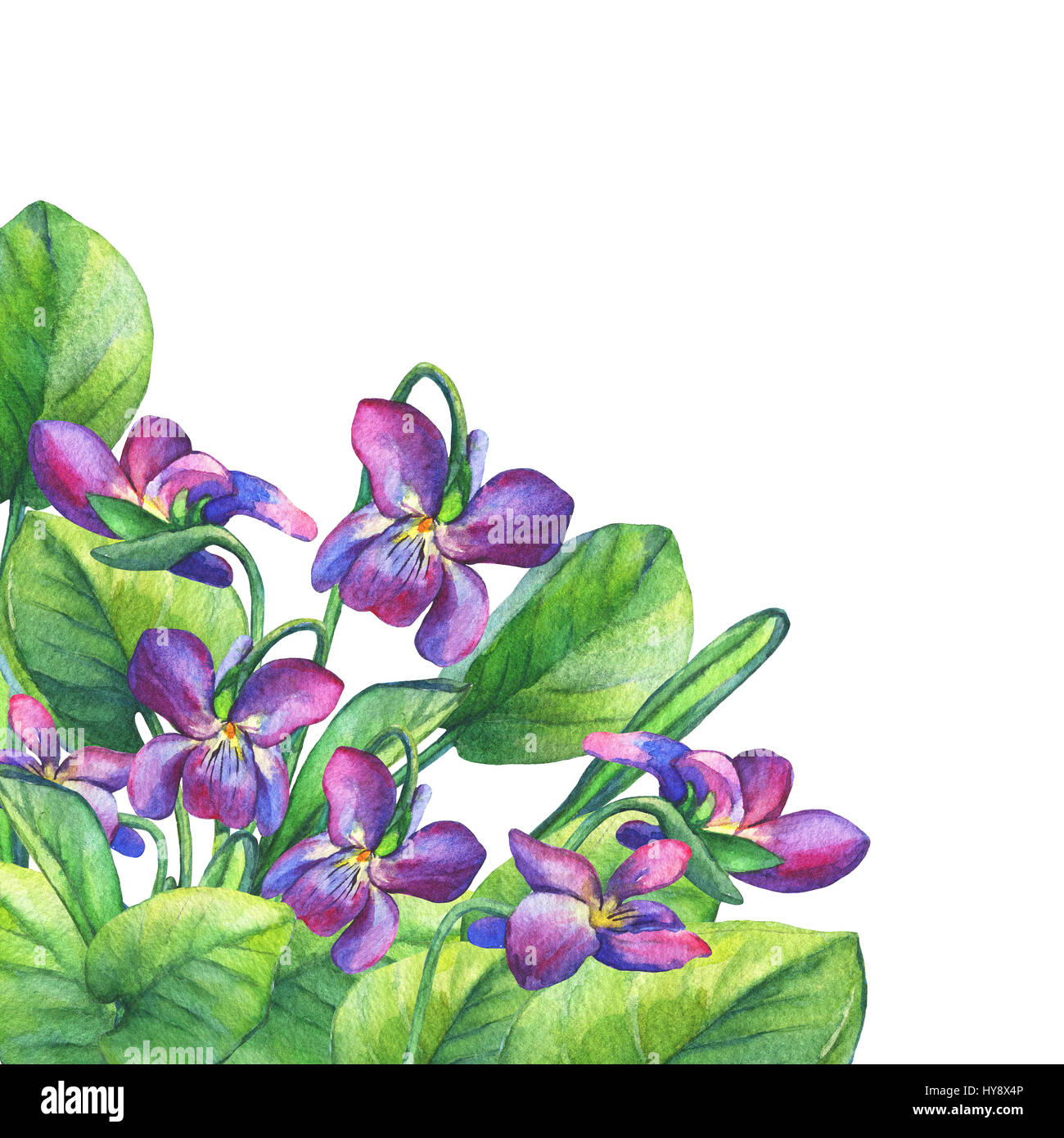 Fiori di primavera colorati violette profumate (violetti dolci inglesi, Viola odorata). Pittura ad acquerello disegnata a mano su sfondo bianco. Foto Stock