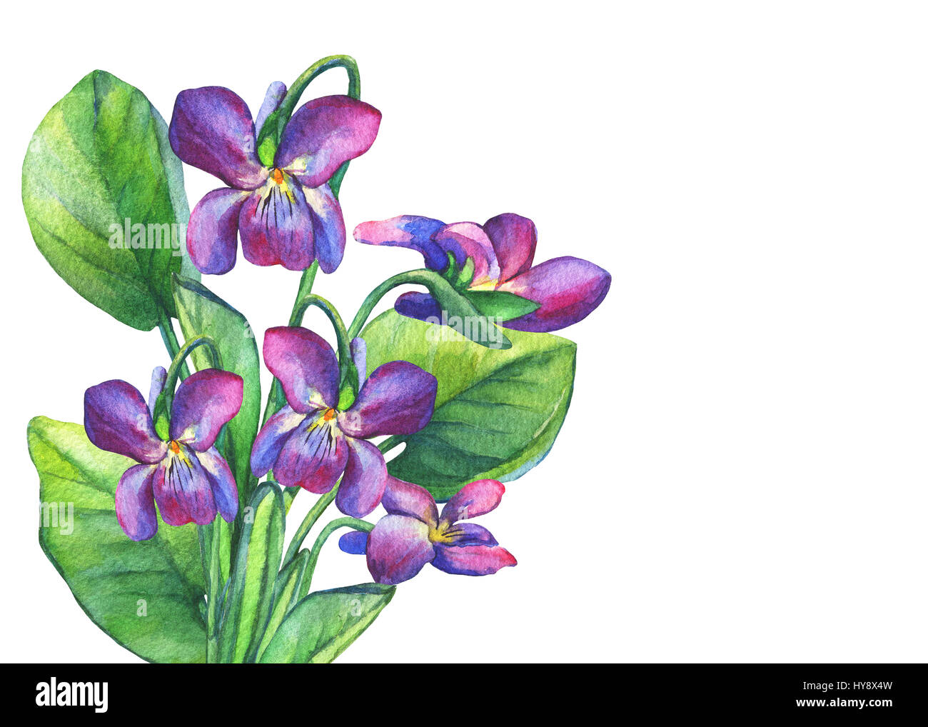 Bouquet di violette profumate fiore selvatico (violetti dolci inglesi, viola odorata). Pittura ad acquerello disegnata a mano su sfondo bianco. Foto Stock